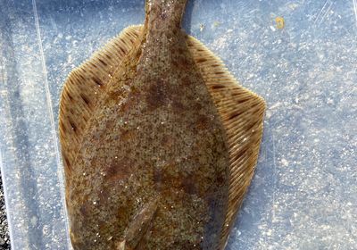 Northern rock sole