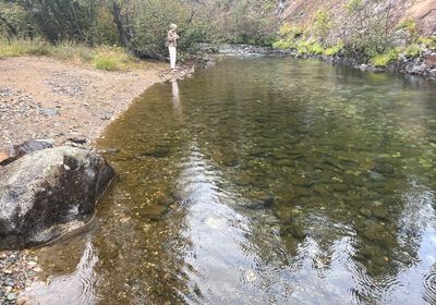 Westlope cutthroat trout