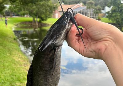 Walking catfish