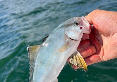 Banded Rudderfish