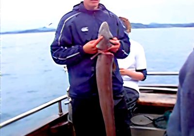 New Zealand longfin eel