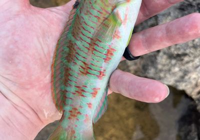 Surge wrasse