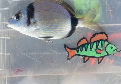 Common two-banded seabream