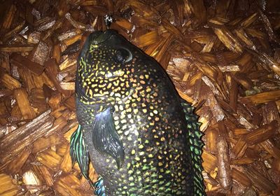 Jack Dempsey cichlid