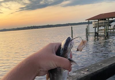 Hardhead sea catfish