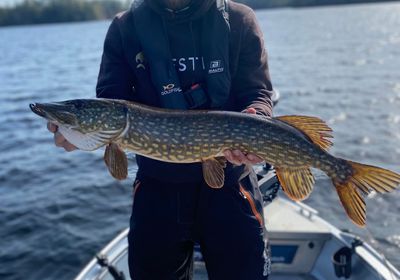 Northern pike