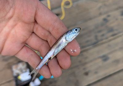 Walleye surfperch