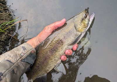 Sockeye salmon