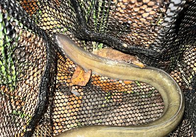 European eel