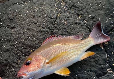 Blacktail snapper