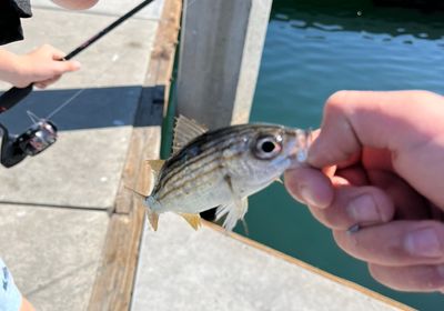 Salema porgy