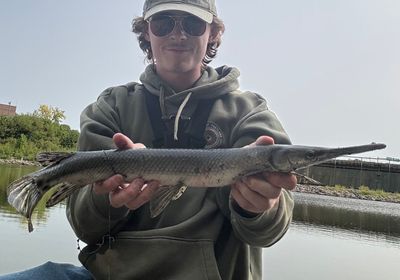 Shortnose gar