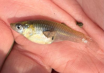 Eastern mosquitofish