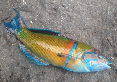 Ornate wrasse