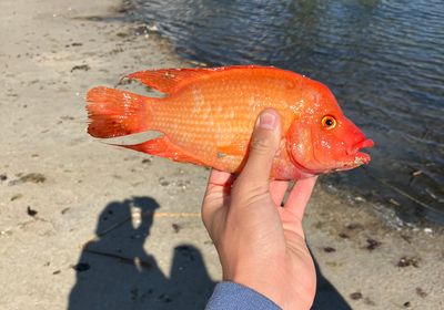 Midas cichlid