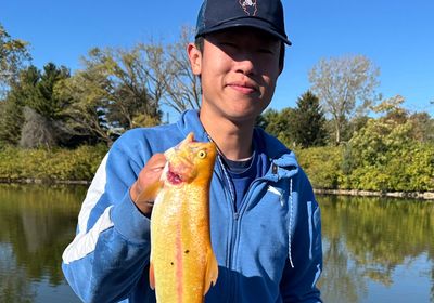 Golden rainbow trout