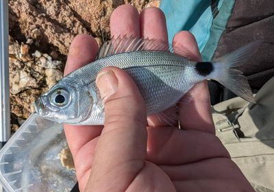 Saddled seabream