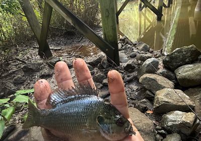 Spotted sunfish