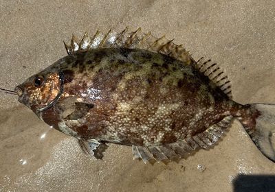 Mottled spinefoot