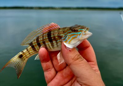 Sand perch