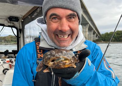 Oyster toadfish