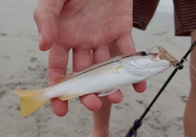 Spanish flag snapper