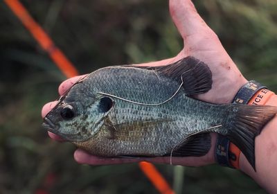 Redear x bluegill