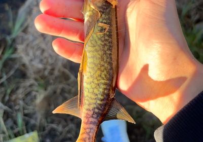 Grass pickerel