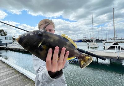 Six-spined leatherjacket