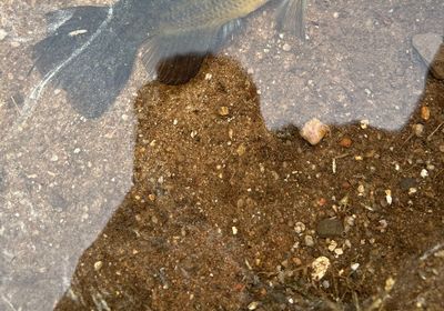 Mud sunfish