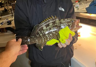 Dusky grouper