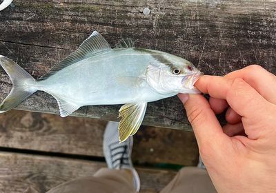 Lesser amberjack