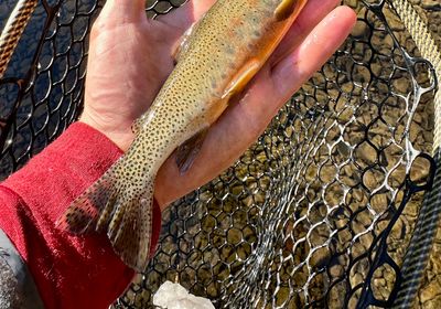 Westlope cutthroat trout