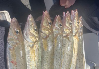 King George whiting