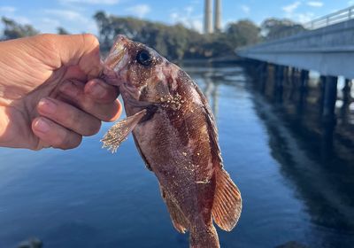 Brown rockfish