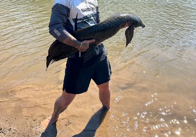 Australian Lungfish