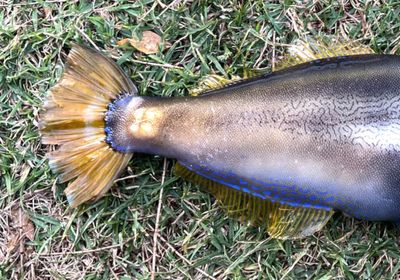 Yellowfin leatherjacket