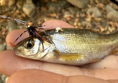 Roundtail chub