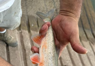 Roundtail chub