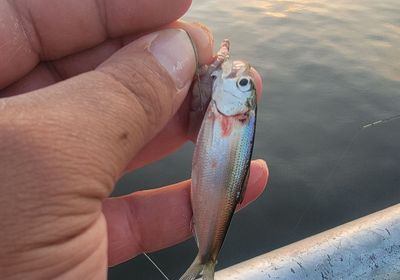 Shiner perch