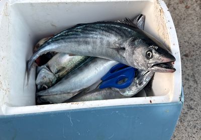 Pacific bonito