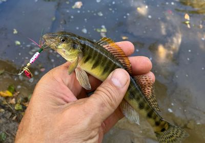 Common logperch