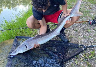 Gulf Sturgeon