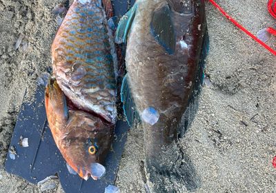 Ember parrotfish