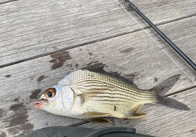 Striped mojarra