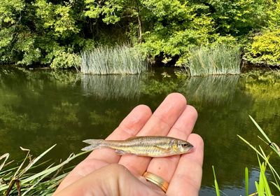 Eurasian minnow