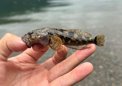 Prickly sculpin