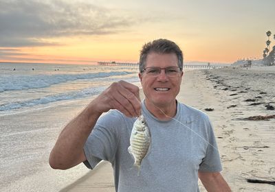 Barred surfperch