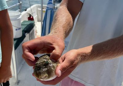 White-spotted puffer