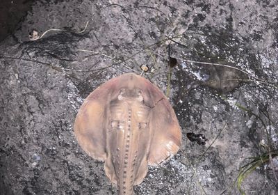 Thornback guitarfish